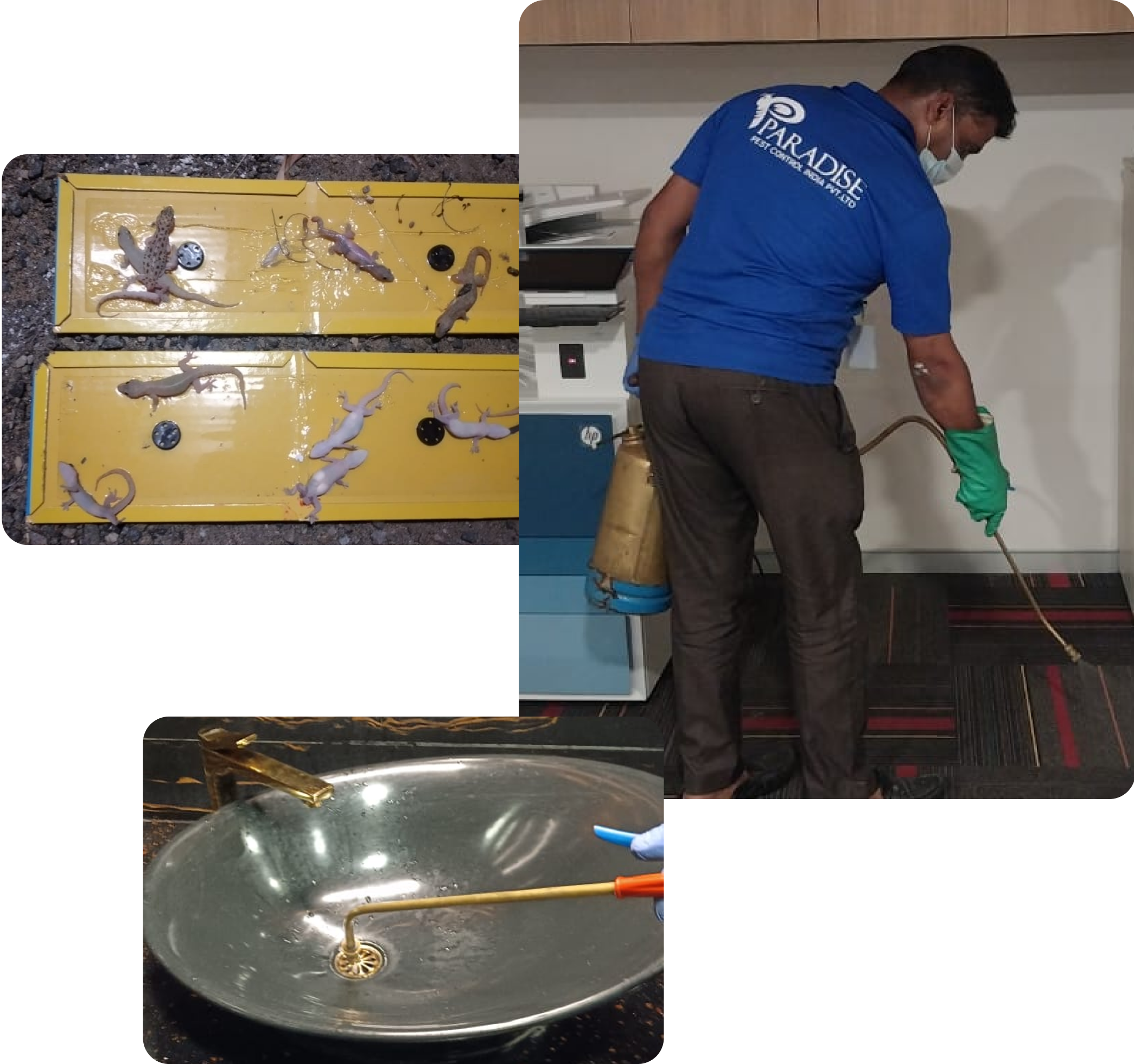 Best-pest-control-services-in-coimbatore